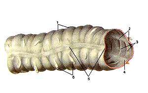 
  Рис. 183. Толстая кишка (intestinum crassum). 1-гаустры ободочной кишки; 2-сальниковая 
  лента; 3-полулунные складки ободочной кишки; 4-брыжеечная лента; 5-свободная 
  лента; 6-сальниковые отростки.
  Fig. 183. Толстая кишка.
  1-haustrae coli; 2-taenia omentalis; 3-plicae semilunares coli; 4-taenia mesocolica; 
  5-taenia libera; 6-appendices epiploicae.
  Fig. 183. Large intestine. 1-haustrae of colon; 2-omental taenia; 3-semilunar 
  folds the colon; 4-